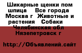 Шикарные щенки пом шпица  - Все города, Москва г. Животные и растения » Собаки   . Челябинская обл.,Нязепетровск г.